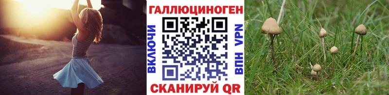 Псилоцибиновые грибы Psilocybine cubensis  Сосенский 